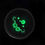 prpf4-drives-erythrocyte-growth-and-maturation-sequentially