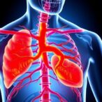 niacin-blocks-vascular-calcification-through-sirt-pathways