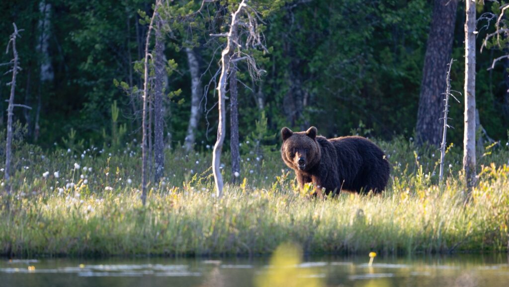 2026-outlook:-biotech-poised-to-outperform-bear-markets-of-’21-24,-analyst-says