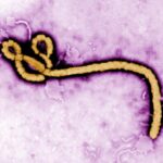 ebola-and-marburg-induced-gut-damage-modeled-using-organoids