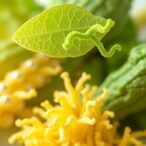 enhancing-cellulase-production-from-agro-waste-using-streptomyces