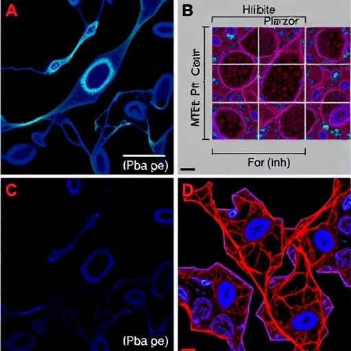 mir-193a-5p-inhibits-mettl1/cox-2-to-induce-cervical-cancer-apoptosis
