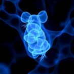 study-reveals-ivf-impact-on-mouse-blastocyst-health