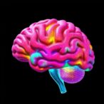 ips-derived-3d-model-advances-brain-barrier-research