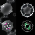understanding-thermoresponsive-nanogel-assembly-and-uptake