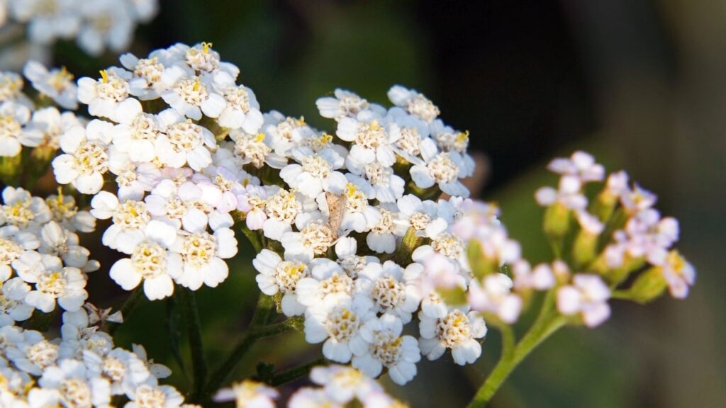 yarrow-blooms-with-$1.37b-deal,-landing-autoimmune-thyroid-disease-drug-from-china’s-gensci