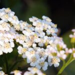 yarrow-blooms-with-$1.37b-deal,-landing-autoimmune-thyroid-disease-drug-from-china’s-gensci
