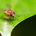 deep-learning-predicts-cell-behavior-dynamics-in-early-drosophila-development