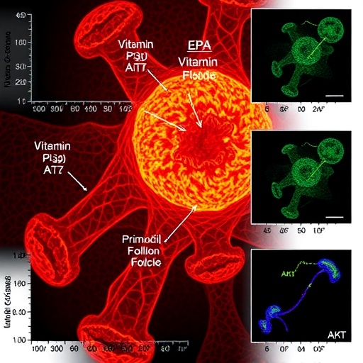 vitamin-b6-boosts-primordial-follicle-activation-via-pi3k/akt