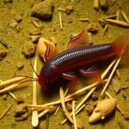 two-decade-shift-in-parasite-communities-of-paralonchurus-brasiliensis