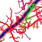 single-cell-transcriptomics-unravels-carotid-artery-diversity