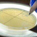 viral-srna-unlocks-phage-therapy-potential-against-drug-resistant-bacteria