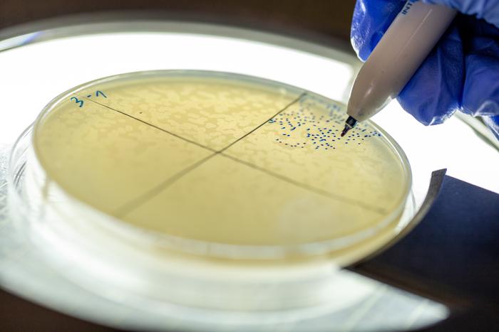 viral-srna-unlocks-phage-therapy-potential-against-drug-resistant-bacteria