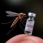 nanoparticle-vaccine-achieves-sterile-malaria-protection