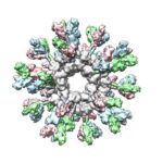 filovirus-detection-by-immune-system-improved-by-nanoparticle-vaccine