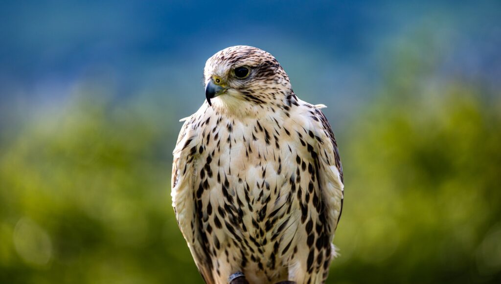 ipsen’s-hopes-for-next-gen-rare-disease-drug-dashed-by-pivotal-ph.-2-fail