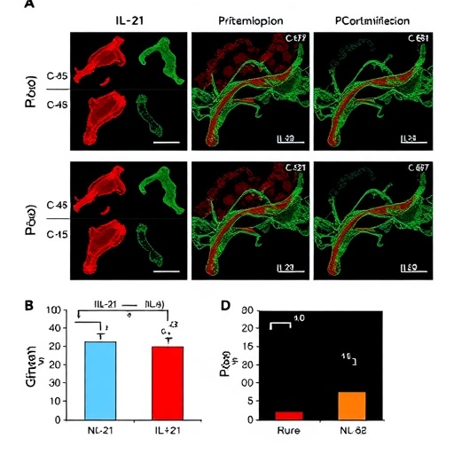 il-21-boosts-immunosuppression-in-chronic-hbv-liver-inflammation