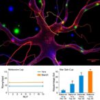 melatonin-drives-neuron-growth-via-mitochondria-wnt-pathway