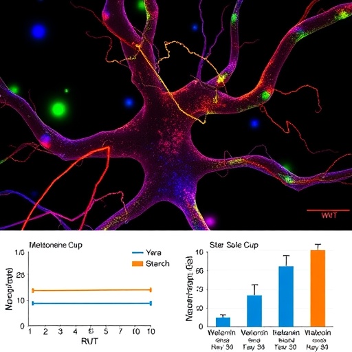 melatonin-drives-neuron-growth-via-mitochondria-wnt-pathway