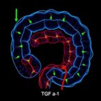 inosine-boosts-gut-motility-via-tgf-β1-pathway