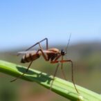 genetic-insights-into-aedes-aegypti-expansion-in-california