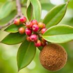 exploring-gastric-healing:-pistacia-lentiscus-leaf-extract
