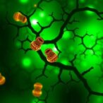 tmem120a-regulates-fat-lipids-via-er-coa-channel