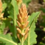 assessing-tobacco-genotypes’-tolerance-to-egyptian-broomrape