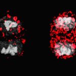 autophagy-driven-mitochondrial-inheritance-shapes-cd8+-t-cell-fate,-division