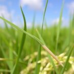 cyanobacteria-seed-coatings-boost-rice-germination-and-nutrition