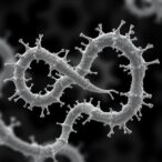one-health-insights-from-yersinia-enterocolitica-pangenome-analysis