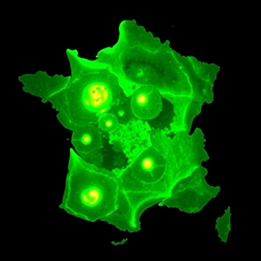 first-fatal-french-case:-bromazolam,-2-mmc-poly-use