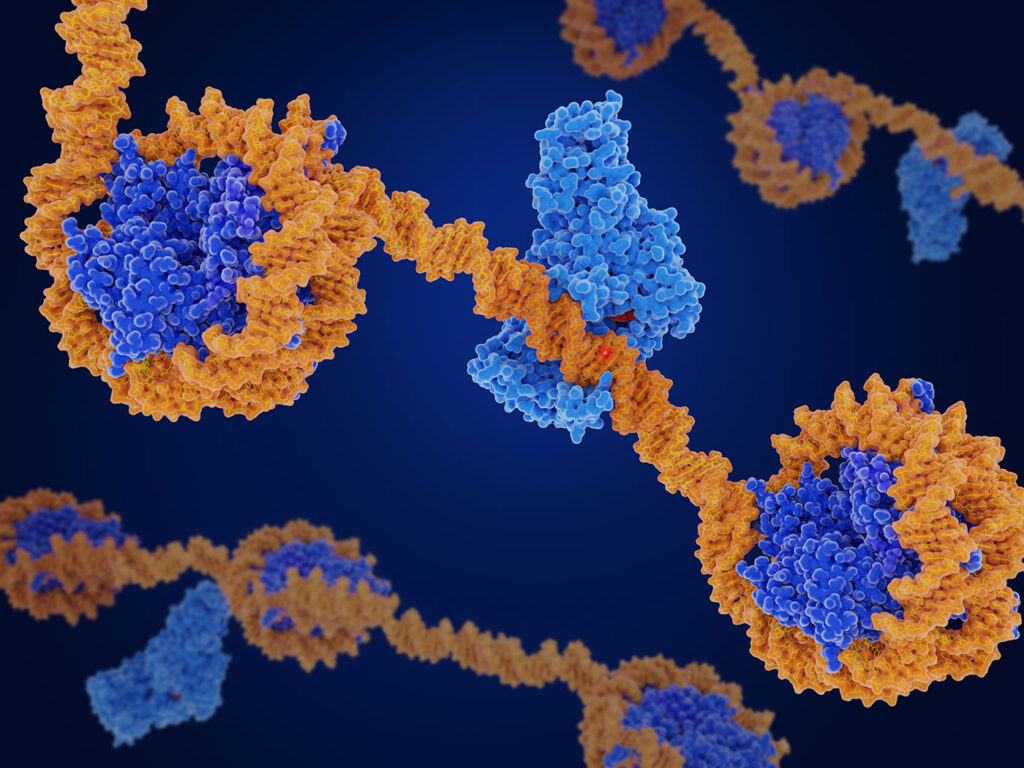 histone-synthesis-mechanism-opens-therapy-targets,-including-cancer