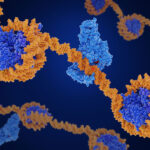 histone-synthesis-mechanism-opens-therapy-targets,-including-cancer