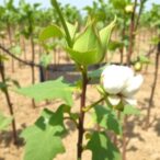 moringa-boosts-cotton-yield-under-drought-stress