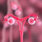 cell-therapy-revitalizes-ovaries-after-cyclophosphamide-treatment