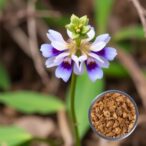 scutellaria-barbata-alkaloids-induce-apoptosis-in-ovarian-cancer