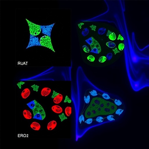 ero1a-enhances-bladder-cancer-growth-via-jak-stat