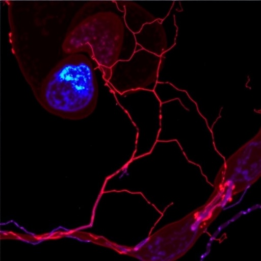 proteomic-analysis-of-fetal-membrane-defect-sites