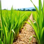 eco-friendly-rice-straw-carbon-boosts-capacitive-deionization