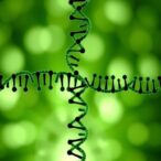 long-non-coding-rnas:-key-players-in-nsclc-immunity