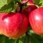 uncovering-apple-canker-resistance-through-machine-learning