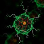 rna-guided-stat3-shapes-t-cell-fate-in-nsclc