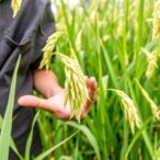 unlocking-rice-quality:-gwas-sheds-light-on-traits