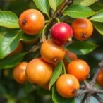 nutritional-benefits-of-ziziphus-spina-christi-fruits-in-ethiopia