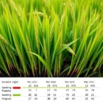 evaluating-genetic-diversity-in-rice-seedling-vigor
