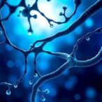 quick-vessel-healing-via-progenitor-endothelial-cell-interaction