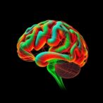 mapping-brain-structure-in-global-health-and-disease