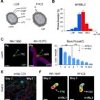 circmybl2-drives-ovarian-cancer-via-mir-195-5p/birc5