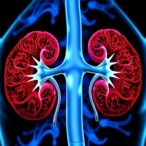 blocking-il-1-receptor-eases-kidney-fibrosis-mechanisms